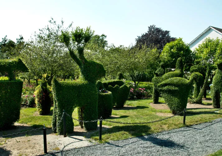 Green Animals Topiary Garden | Newport Mansions