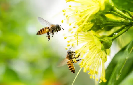 Flying,Honey,Bee,Collecting,Pollen,At,Yellow,Flower.,Bee,Flying
